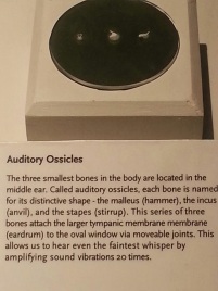 Smallest Bones in Body - Ear Bones