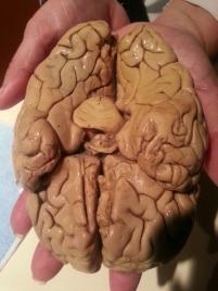Full Human Brain
