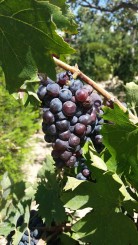 Temecula valley, Barrel Tasting event, wine tasting, wineries